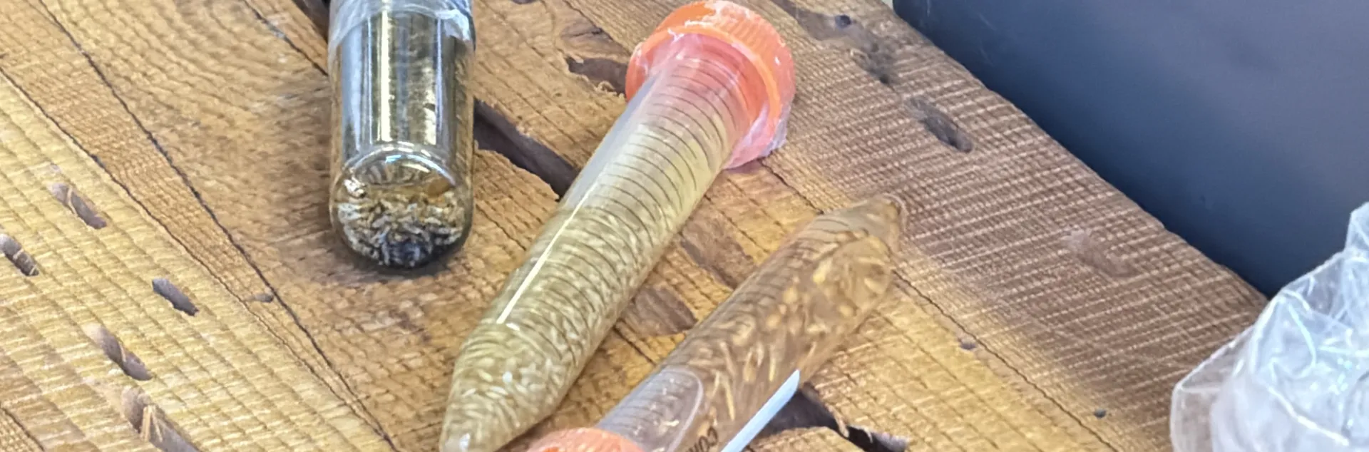 Peque&ntilde;as, ocultas y costosas: las termitas en las viviendas