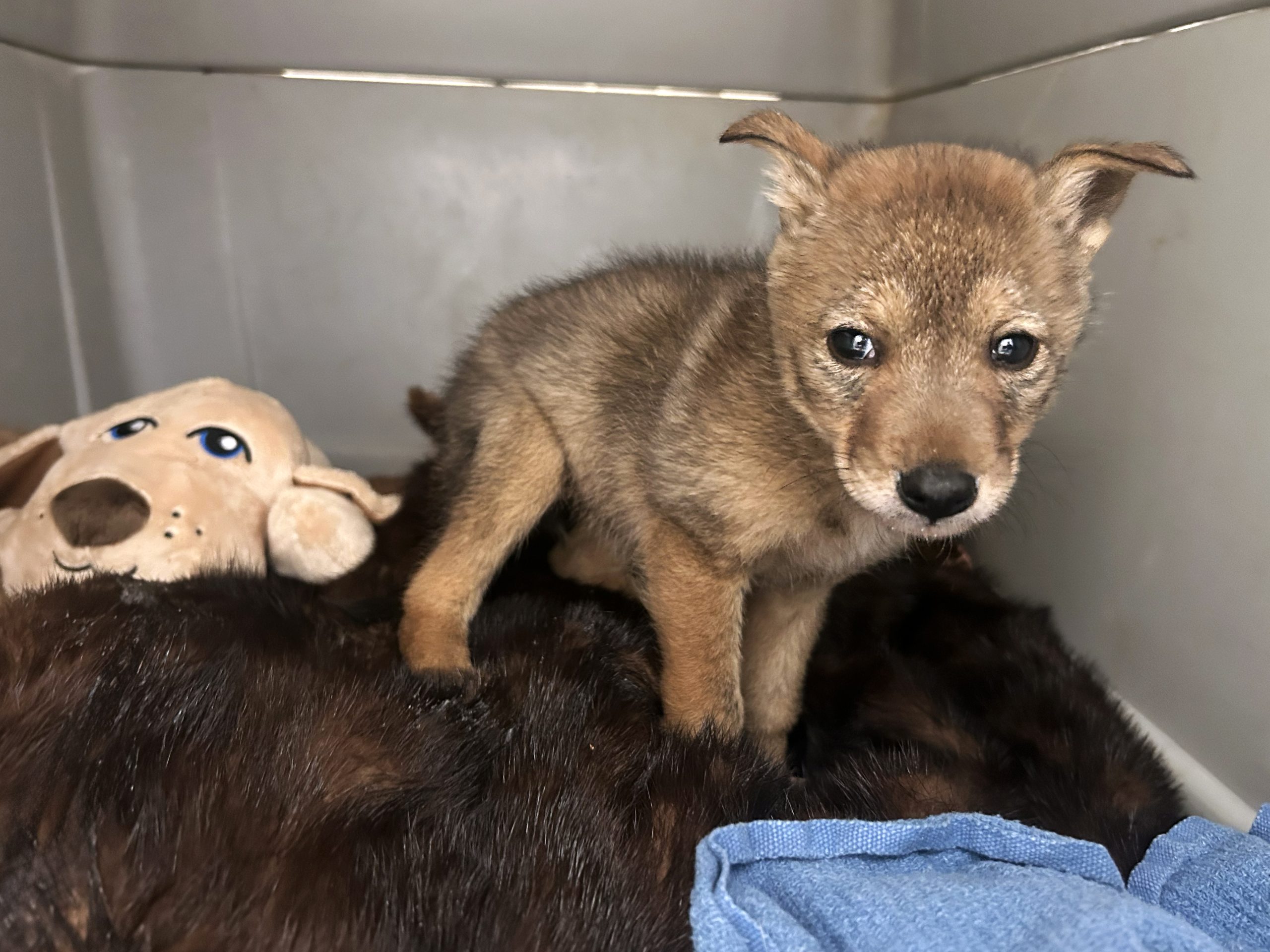 Valentine&rsquo;s Day coyote pup adjusting to new Virginia home