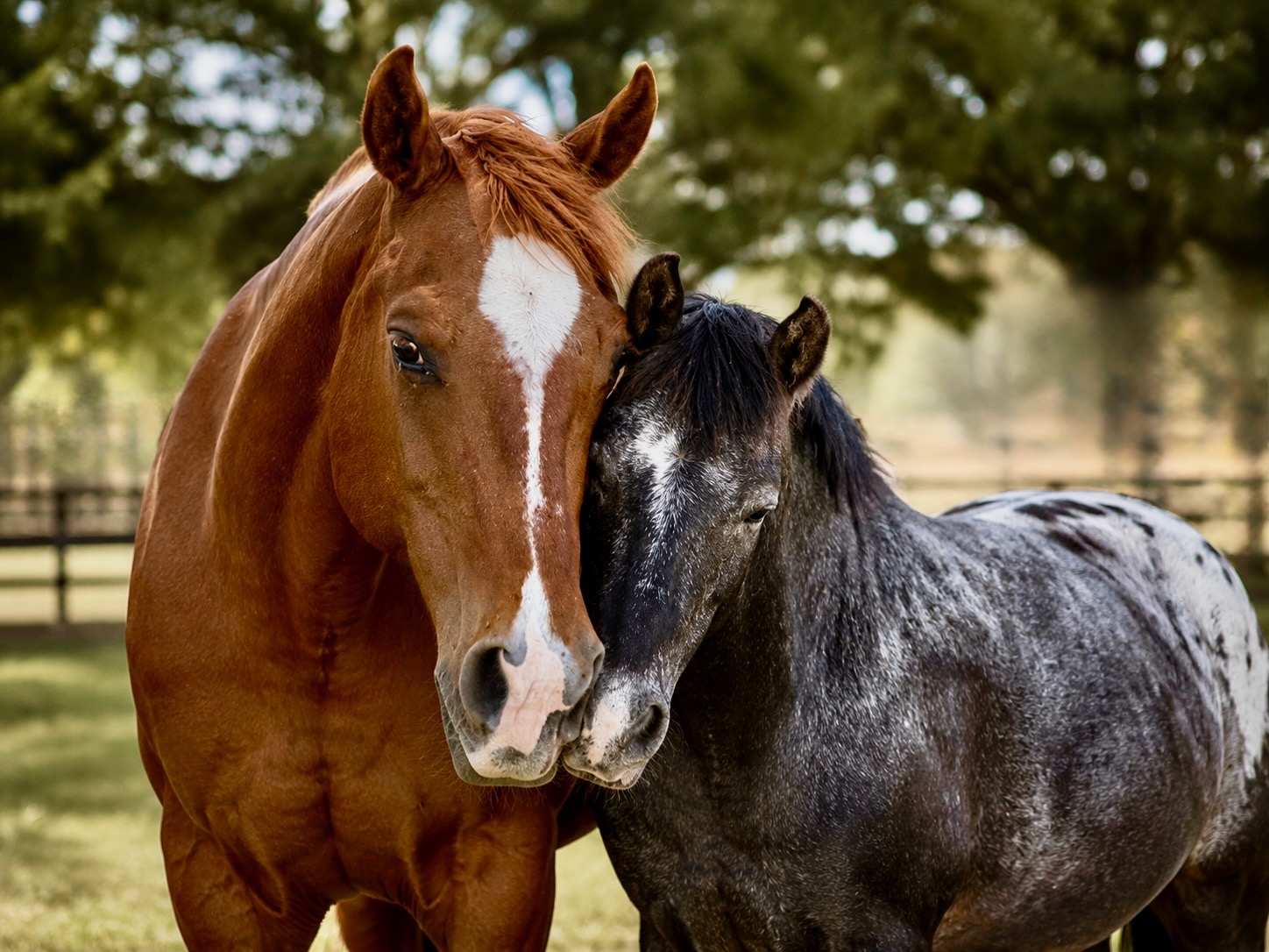 ‘Red flags all over the place' — How one nonprofit never gave up effort to save neglected animals at troubled Julian sanctuary