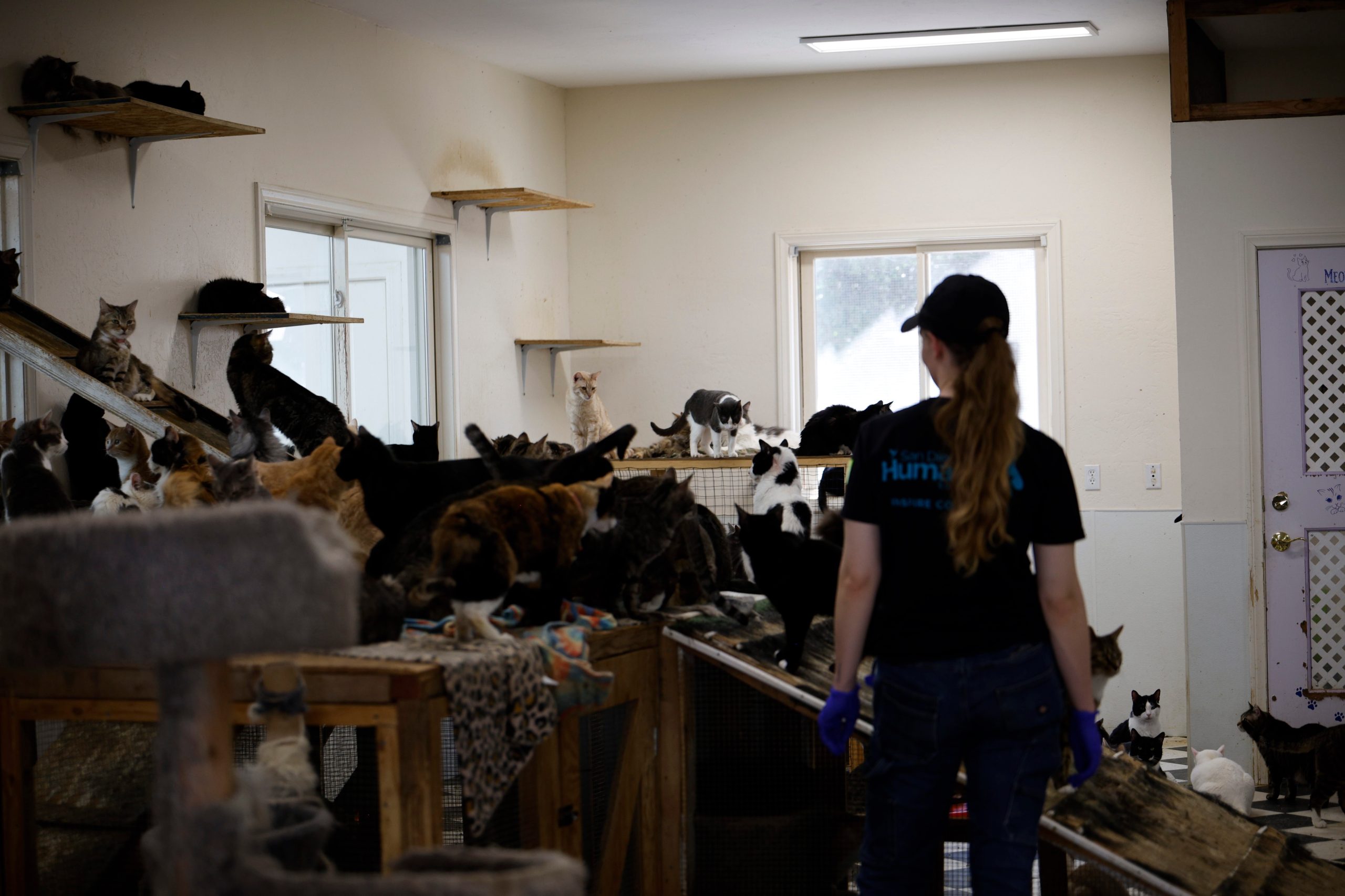 &lsquo;Mass rescue&rsquo; underway at Julian sanctuary to save hundreds of cats, dogs, farm animals