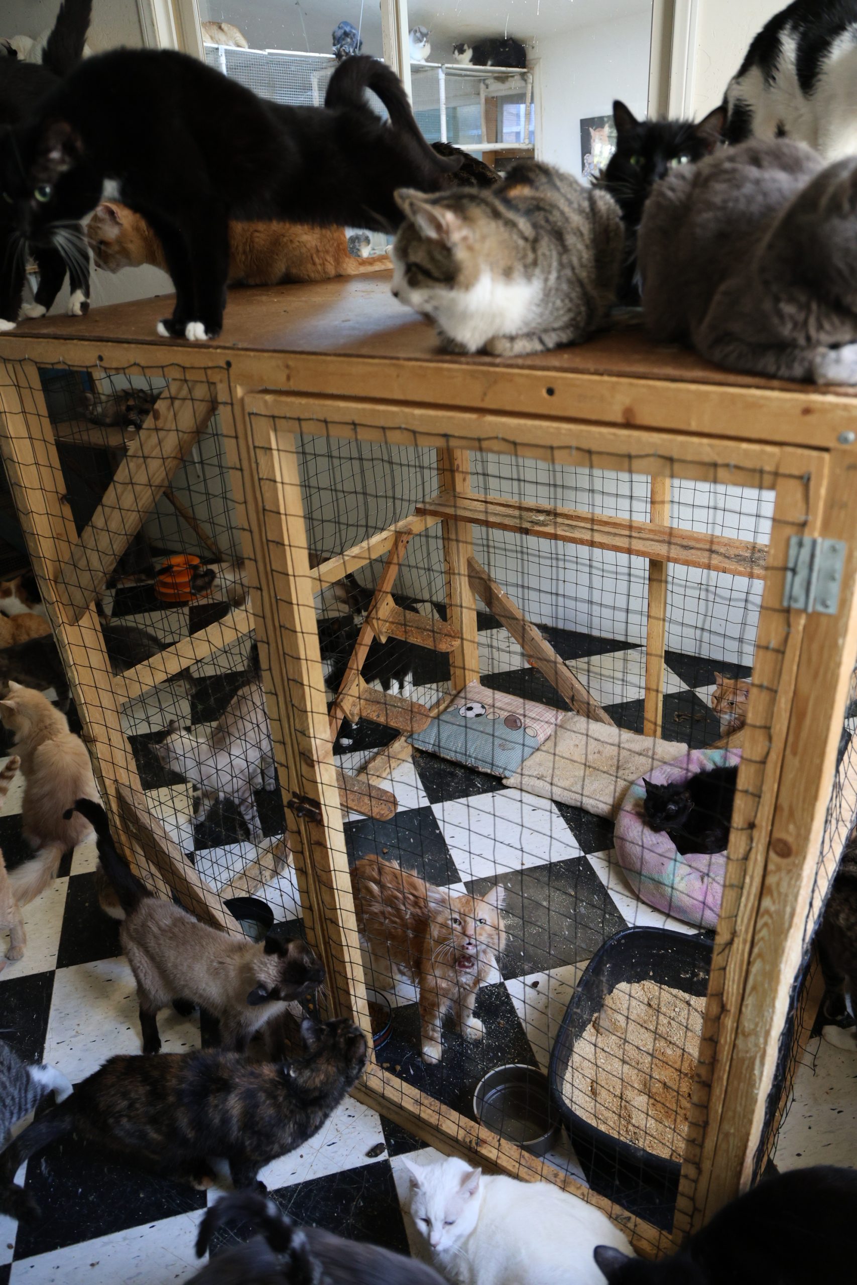 Humane Society sends dozens of cats from Julian mass rescue to Texas shelter