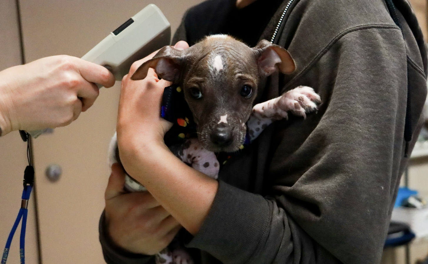 Humane Society takes in more dogs, leaving organization without shelter space