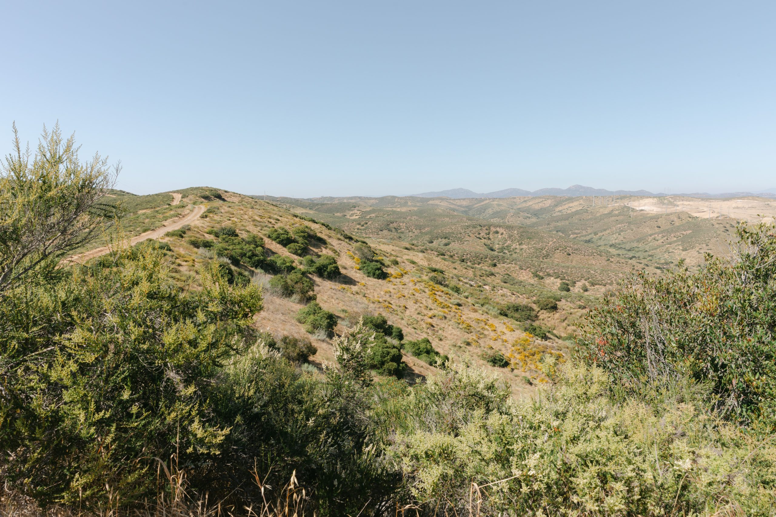 Research cameras capture image of mountain lion in Mission Trails Park Research cameras capture image of mountain lion in Mission Trails Park