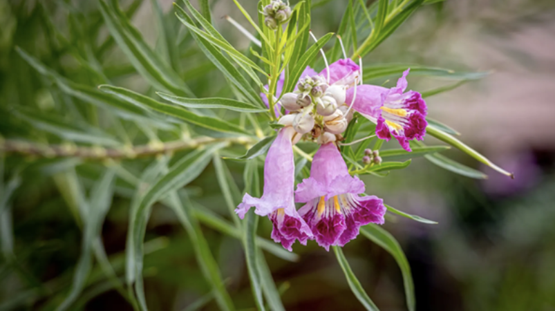 The county says Costco plants may have invasive pests on them