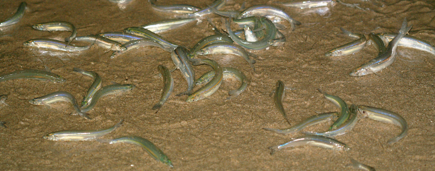 Grunion, the fish that take &lsquo;sex on the beach&rsquo; seriously