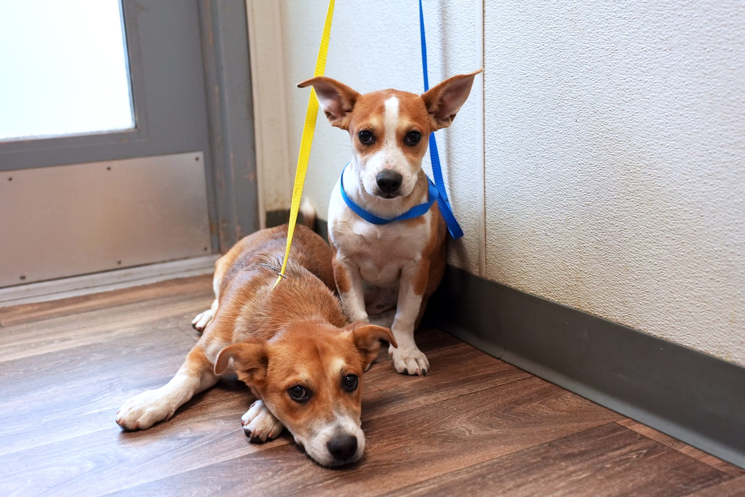 Organizaciones de bienestar animal, “desbordadas” tras una ola de entregas y rescates masivos Organizaciones de bienestar animal, “desbordadas” tras una ola de entregas y rescates masivos