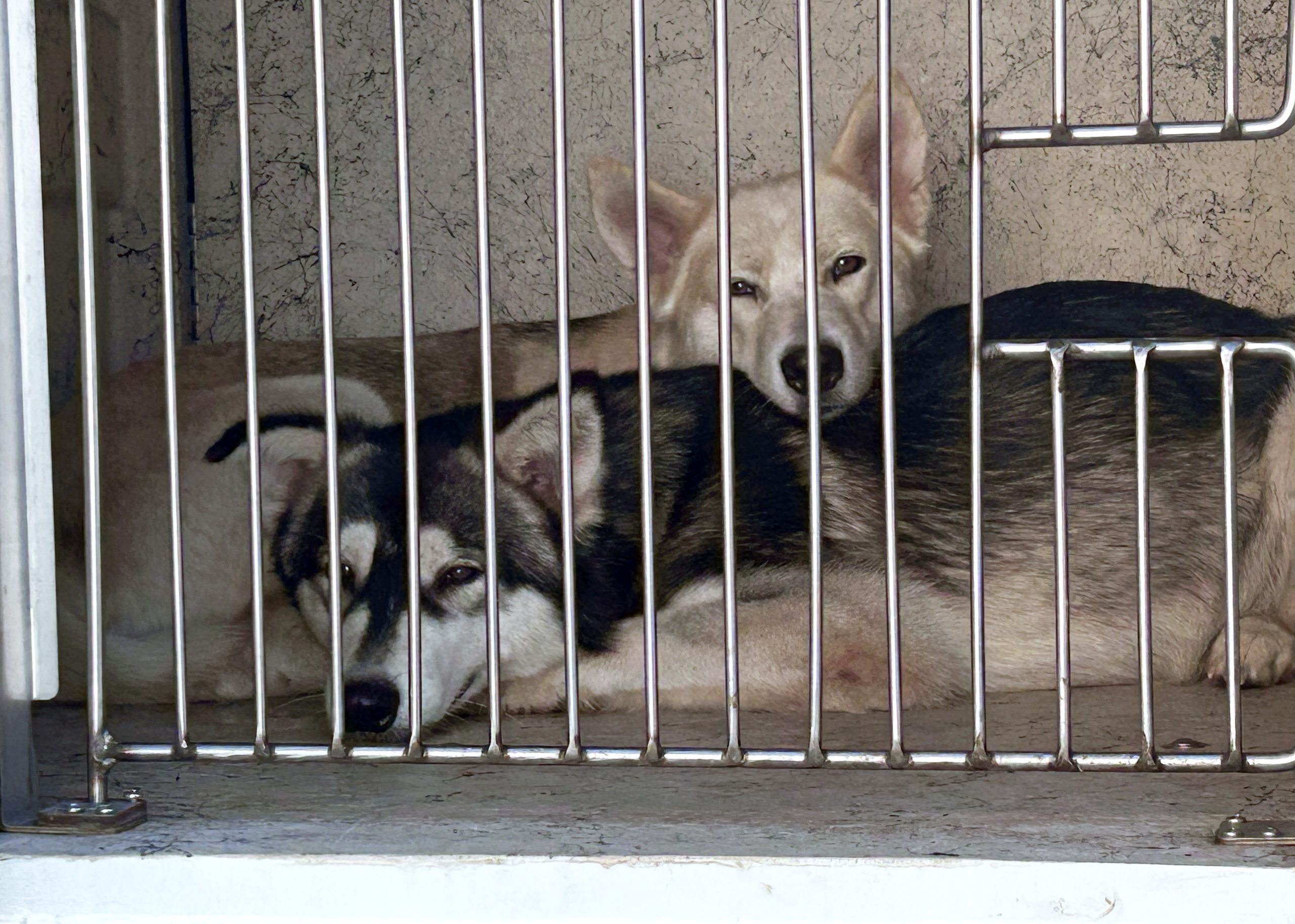‘Overwhelmed,’ San Diego Humane Society issues plea for adoptions after spate of surrenders, rescues ‘Overwhelmed,’ San Diego Humane Society issues plea for adoptions after spate of surrenders, rescues