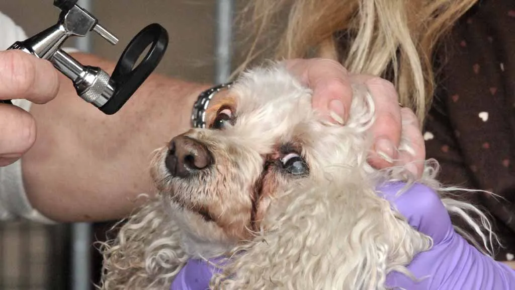 Turismo médico para mascotas: dueños de San Diego cruzan a Tijuana para reducir costos veterinarios Turismo médico para mascotas: dueños de San Diego cruzan a Tijuana para reducir costos veterinarios