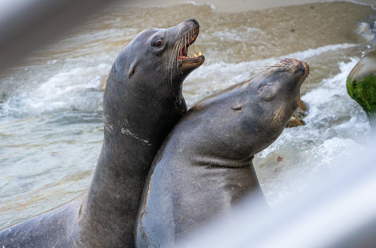 Closing La Jolla Cove | Town Council and Coastal Commission weigh ‘What access looks like'