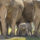 Animal Rights Group Criticizes San Diego Zoo for Breeding Endangered Elephants